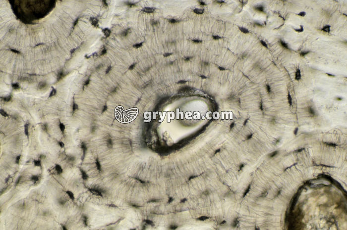 Os compact x100 - gryphea.com